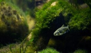 Algen im Meerwasseraquarium