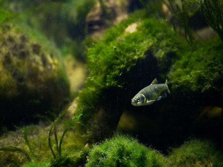 Algen im Meerwasseraquarium