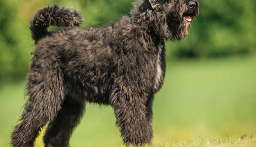 Bouvier de Flandres