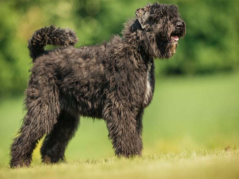 Bouvier de Flandres