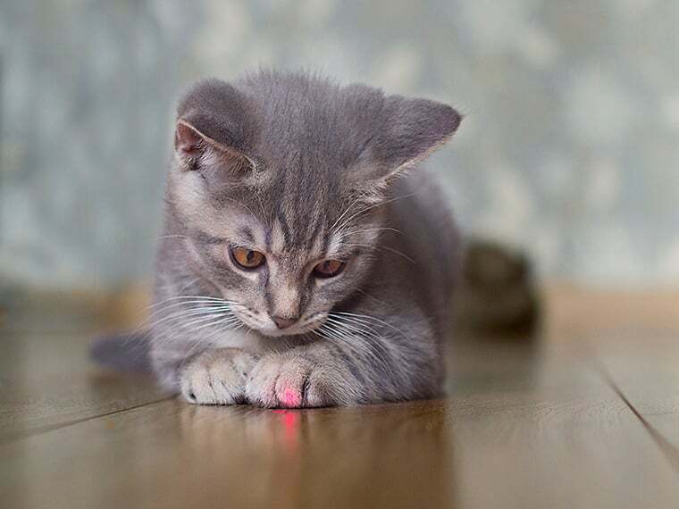 Laserpointer für Katzen