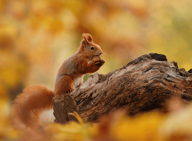 Eichhörnchen Winterschlaf