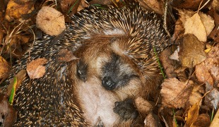 Igel Winterschlaf