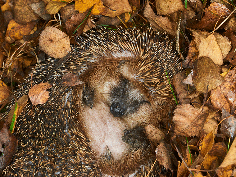 Igel Winterschlaf