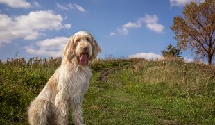 Spinone Italiano