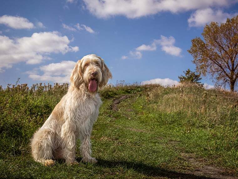 Spinone Italiano