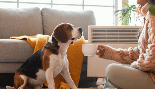 Dürfen Hunde Tee trinken?