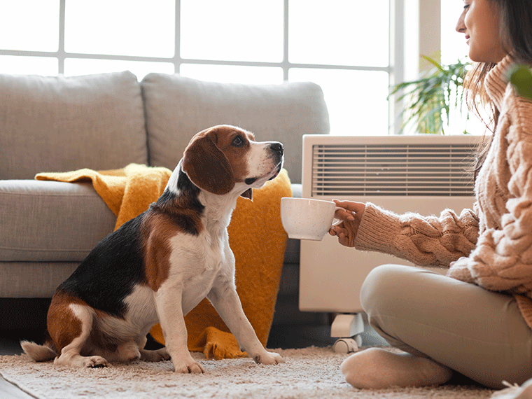 Dürfen Hunde Tee trinken?