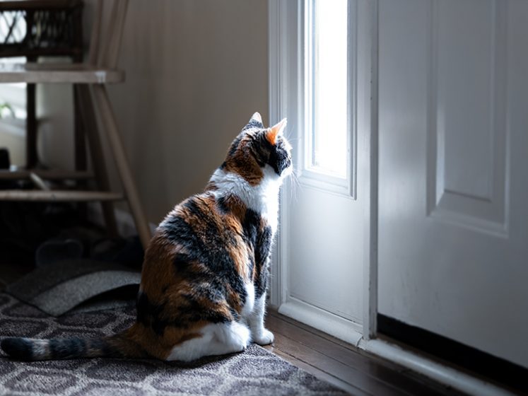 Katze kratzt an Tür Das solltest du wissen Gründe & Tipps