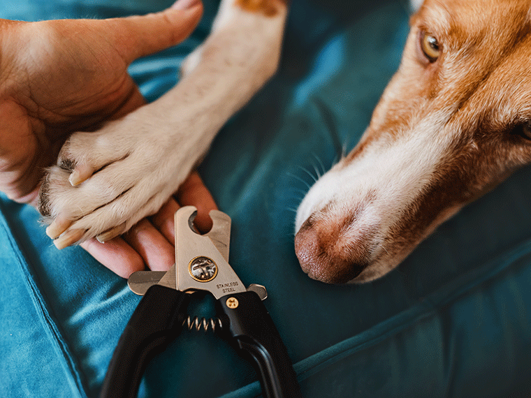 Krallen schneiden beim Hund