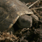 Schildkröte Winterschlaf