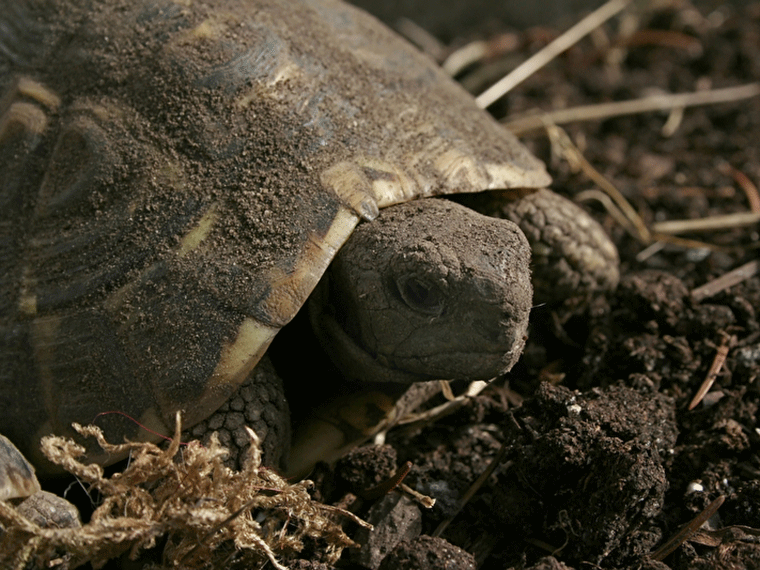 Schildkröte Winterschlaf