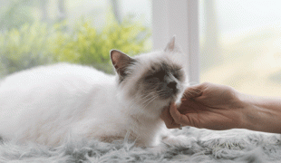 Warum schnurren Katzen?