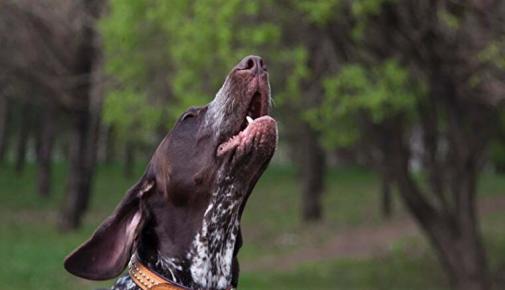 Hund jault nachts wie ein Wolf