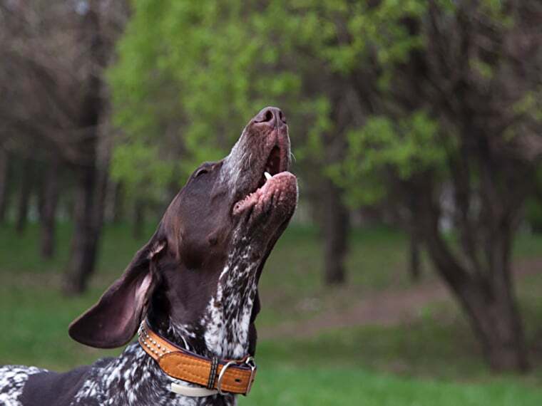 Hund jault nachts wie ein Wolf