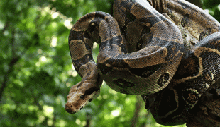 Boa Constrictor