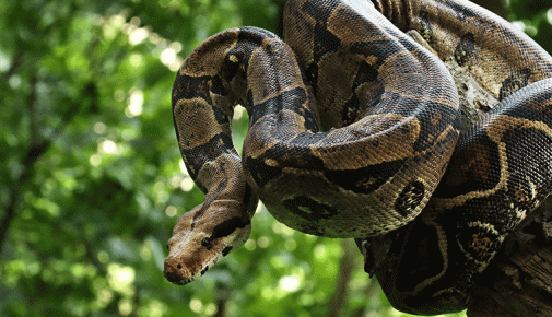 Boa Constrictor