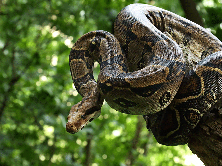 Boa Constrictor