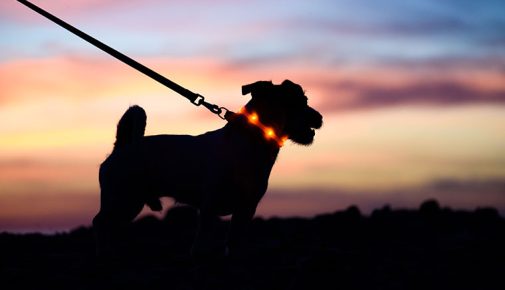Ein Hund an einer Leine mit einem Leuthalsband steht im Halbdunkeln vor einem Sonnenuntergang.