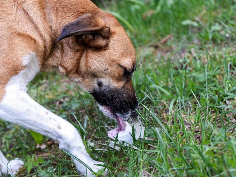 Hund schleckt Osterei