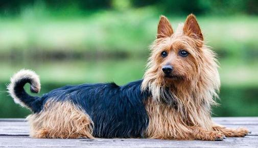 Australian Terrier