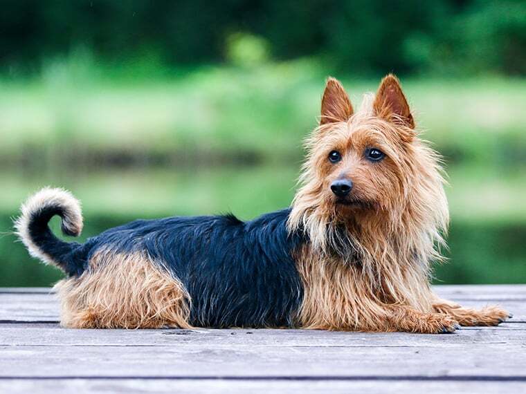 Australian Terrier