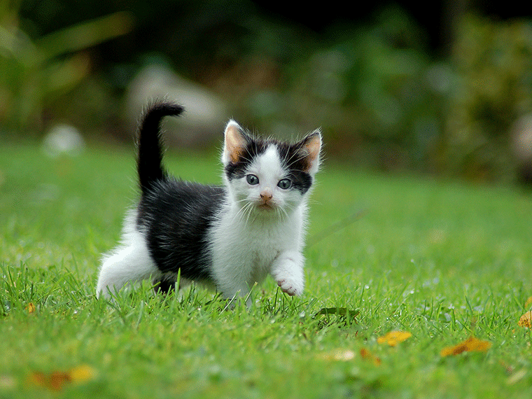 Katzen Geschlecht erkennen