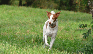 Podenco Canario