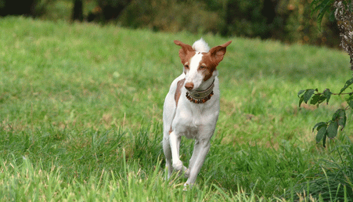 Podenco Canario