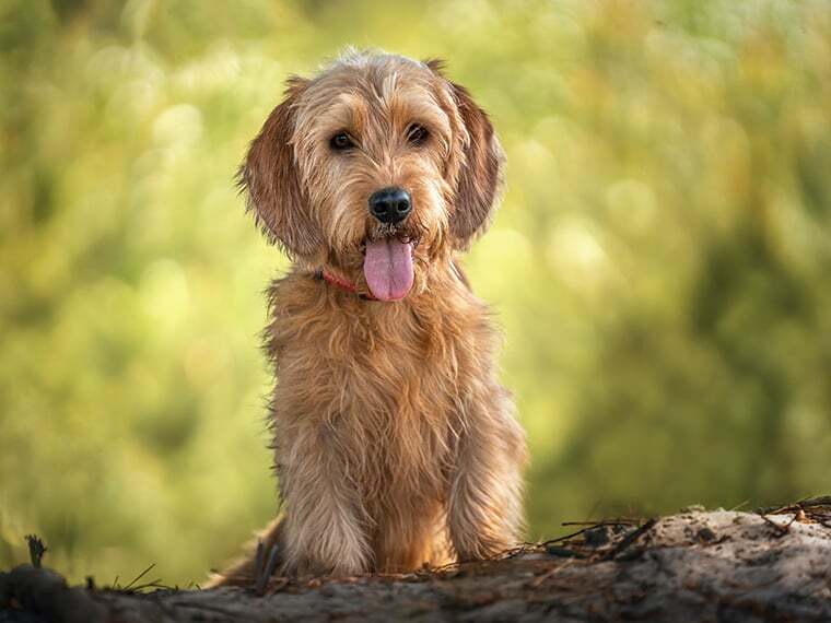 Basset Fauve de Bretagne