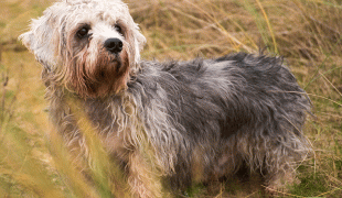 Dandie Dinmont Terrier