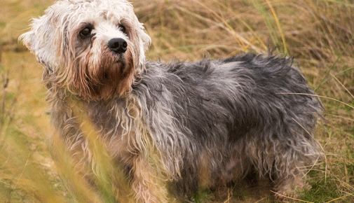 Dandie Dinmont Terrier