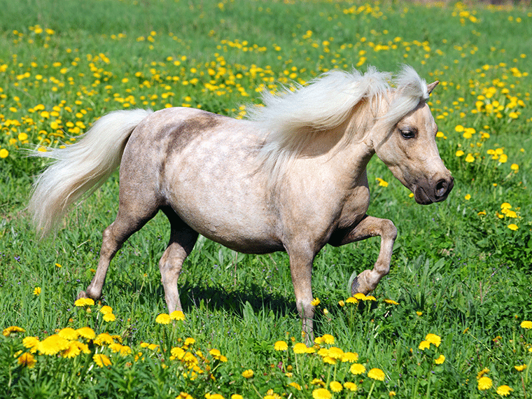 Falabella