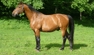 Freiberger Pferd