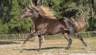 Missouri Foxtrotter