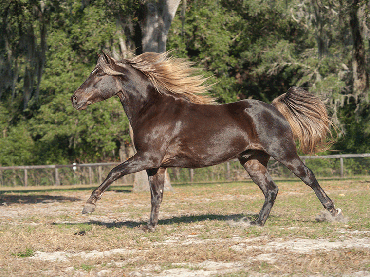 Missouri Foxtrotter