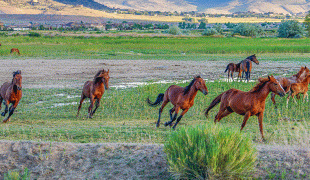 Mustang