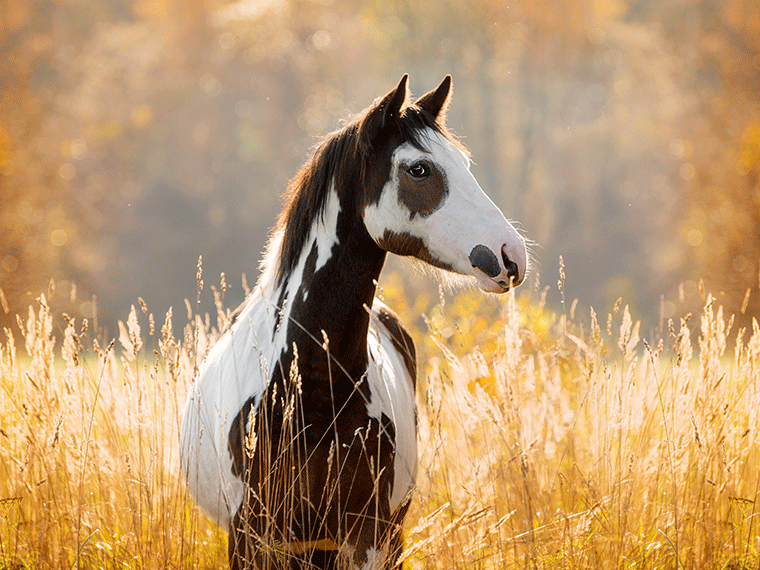 Paint Horse