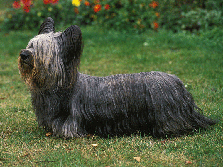 Skye Terrier