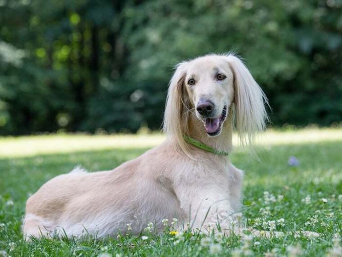 Taigan Charakter, Größe & Erziehung Steckbrief
