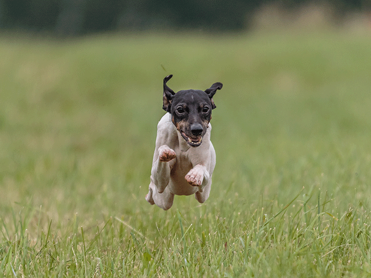 Japanischer Terrier