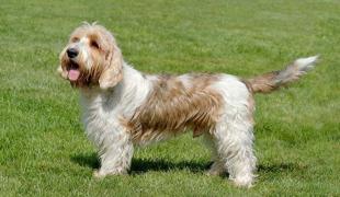 Petit Basset Griffon Vendeen