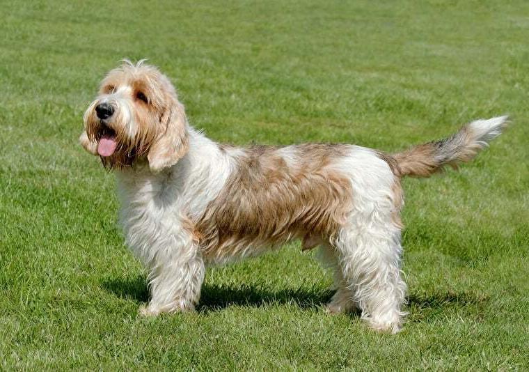 petit-basset-griffon-vendeen