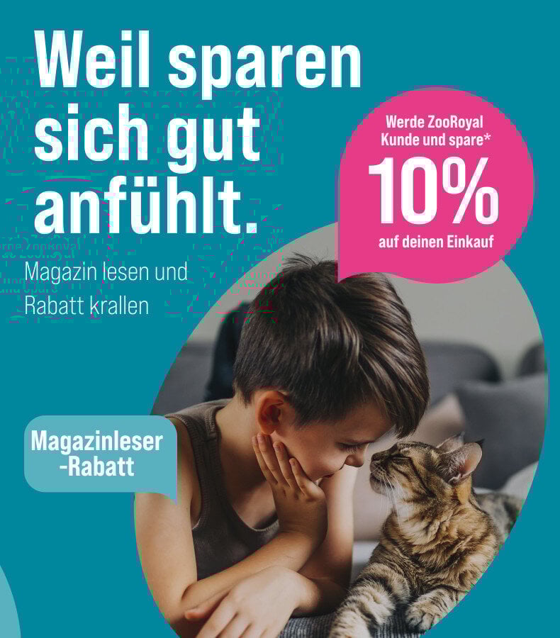Aidi - Charakter, Größe &amp; Erziehung | Steckbrief