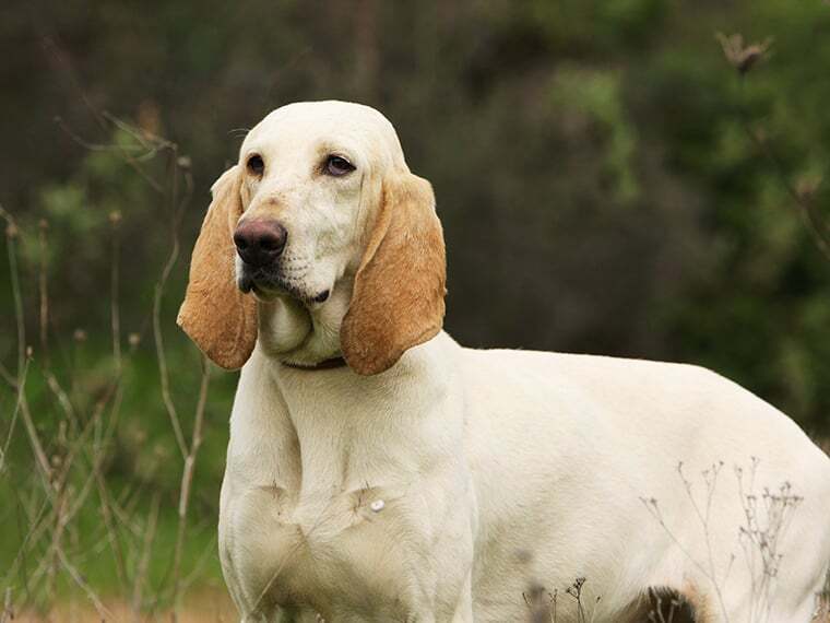 Porcelaine