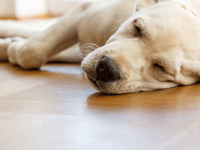 Hund atmet schnell im Schlaf
