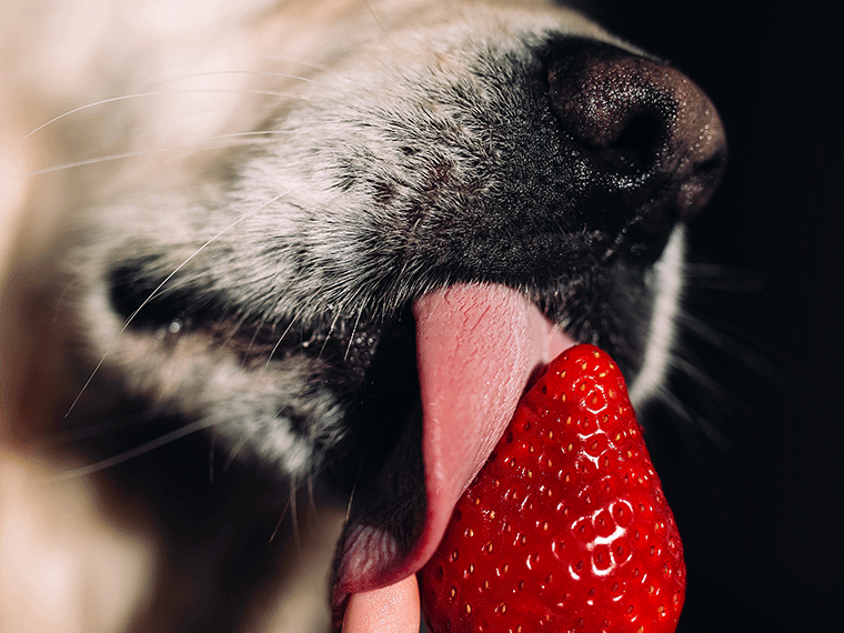 Dürfen Hunde Erdbeeren fressen?