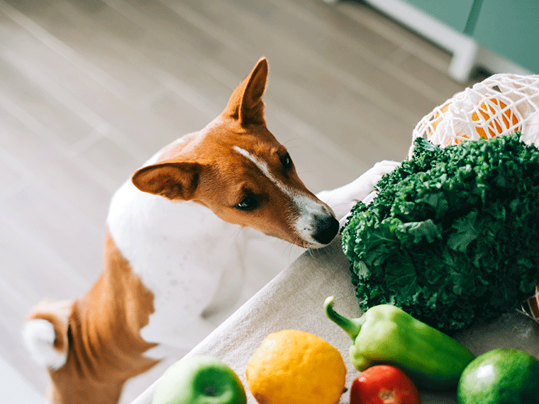 Dürfen Hunde Paprika essen?