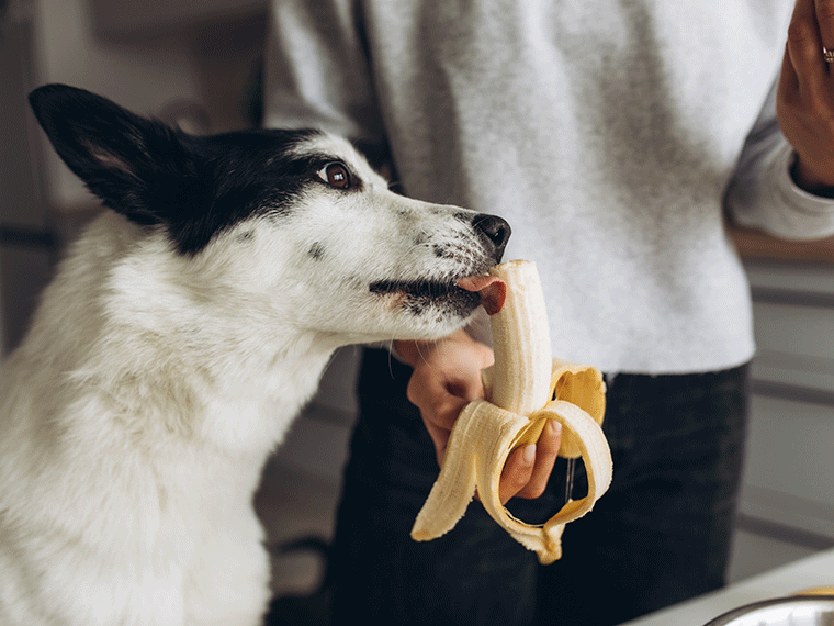 Dürfen Hunde Banane essen?