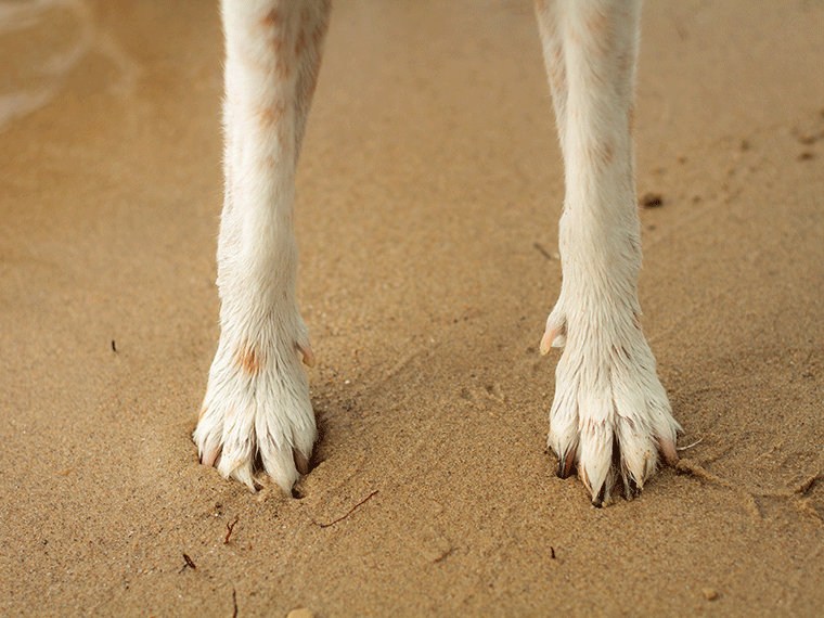 Daumenkralle Hund